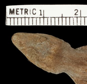 Media type: image; Herpetology R-81131